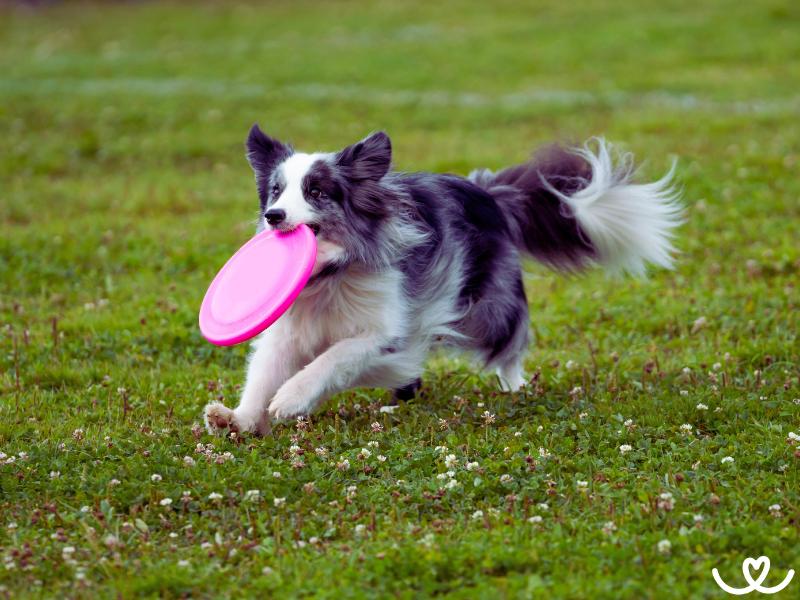 Dogfrisbee (9)